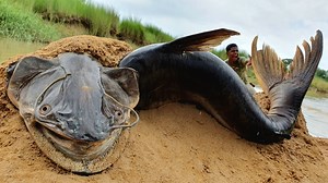 Dry River Dry Season Deep Hole Big Stuck Fish Found & Catching By Hand #fish #video | Only Fishing