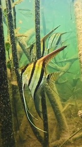 92K views · 2.5K reactions |  Beautiful Pterophyllum scalare filmed in the Rio Tapajós, a large tributary of the Amazon. Near Alter-Do-Chão - Santarém/Para (Brazil) by Chris Lukhaup Aquarium Co-Op Plantas Aquáticas Do Brasil #amazon #sanatarem #brazil #aquariums #atlerdochão #tetra #biotope #river #nature #fishkeeping #scalare #pterophyllum #aquascaping #bioscaping | Oliver Knott | Facebook