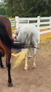 Watch these mismatched mares and foals in a height showdown