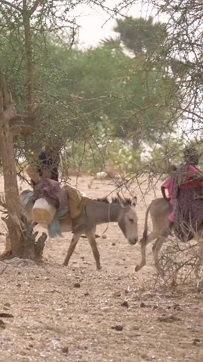 Thousands of Sudanese people are crossing into Chad to flee hostilities. Hunger and disease are widespread as the numbers crossing the border grow each day. Our teams are on the ground and responding quickly to support those affected. #Sudan #Chad #hunger #humanitarian #aid #emergencyresponse | Concern Worldwide