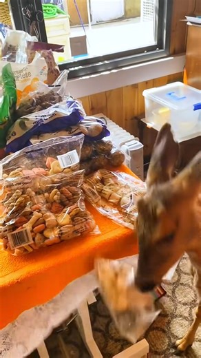 Chicago Rescue Dog Rangers on Reels