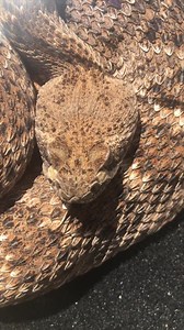 56K views · 1.6K reactions | Western Diamondback Rattlesnake hanging out and giving a few tongue flicks. What purpose do you think a bifurcated tongue serves for an animal like this? | Rattlesnake Solutions | Facebook