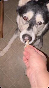 When you tell everyone my dog ​​doesn’t like broccoli... and how do you explain this? #husky #huskylove #huskylife #huskylovers #huskymoments #brocoli🥦 #brocoli #dog #moments #dogmom | Shrek & Fiona English Bulldogs