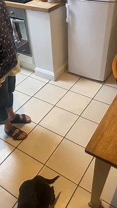 DOGS AVAILABLE: Buddy - lab x whippet (2.5 yrs) This beautiful dog has been in our care for a few weeks now and is currently in foster in Horsham, West Sussex. Buddy was surrendered due to his single-parent home having to return to full-time work. He has lots of strengths - sweet, cuddly, bright and talented. He is lovely with even very young children, is good with calm/confident dogs, can walk nicely on a lead, is great in the car and settles well at home on a couple of good walks a day - altho