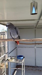 Chatty Ellie 🤣🤣🤣 | Six Grey Parrots