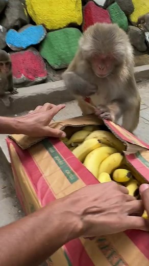 Monkey Ate Banana Package in One Minute — What Happened