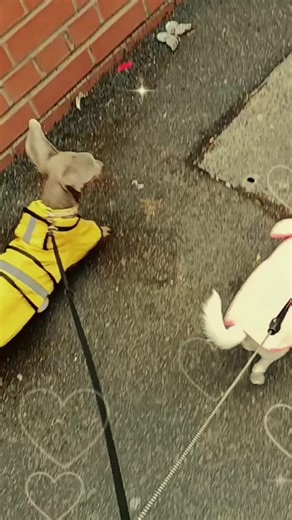 Maggie & Ralph on TikTok