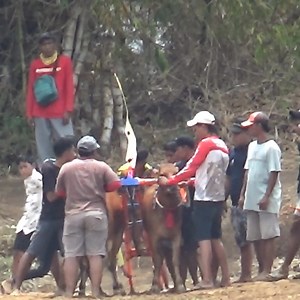 Rogi Mon Tak Nyonggok...Keseruan Latihan Karapan Sapi Di Lap Asemanis Pamekasan. | Kerapan Sapi Madura
