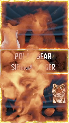 Polar Bear VS Siberian Tiger #dogslife #dog #dogoftheday #dogslife#fypシ #foryou #polarbear #tigerwoods #fbreels #foryou | Dogstip | Facebook