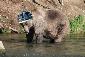 Otis The Bear Continues Dominant Dynasty, Takes Alaska's 'Fat Bear Week' Crown For 4th Time