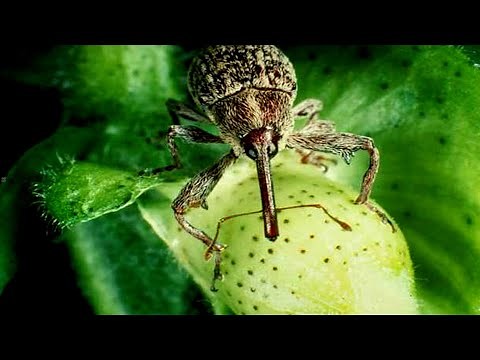 Boll Weevil Eradication 2021: We can’t stop now