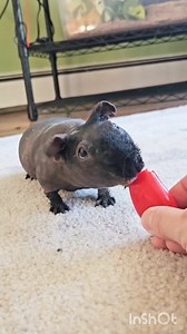 Ever heard of the famous Canadian house hippo 🧐 Meet Nibs! Our hairless guinea pig also known as a skinny pig! My mom went with me to rescue Nibs. I thought we were just going to pick up a guinea pig! Then we got there. Nibs was a little bag of bones so I took him and his brother Jellybean in similar condition and we brought them to my house. Nibs and Jellybean ate like starving little piranhas for 7 hours straight before they calmed down and went to sleep. It was so heartbreaking. Nibs has sin