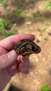 🍒🐢Brazilian Cherryhead hatchling | Southern Reptiles