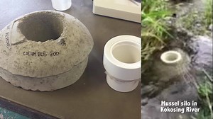 7.2K views · 80 reactions | Before a newly-transformed baby mussel...