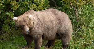 Your guide to Fat Bear Week, an election where voters actually like every candidate