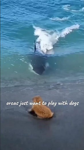 2024 🔥 momen orca bermain bersama seekor anjing