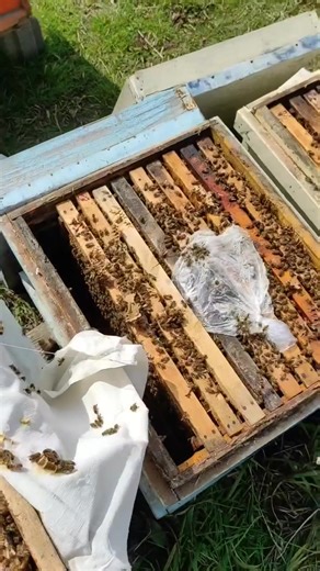 1K views · 20 reactions | Checking bee hives  . . . . . #canadianapiary #community #Hobby #imkerin #gartenliebe #flowers #garden #beekeeping #hochbeet #selbstvertrauen #Hoing #beet #socialmedia #instaimkerin #honeycomb #socialmediamarketing #design #creater #beelover #nature #honeybees | Canadian Beekeeper | Facebook