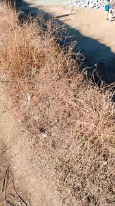 7.2K views · 84 reactions | 2 plot for sale …. Plot total area 1790 square feet … 1760 square feet … Sangota swat … contact 03419250320 | Swat Property Centre & Builder | Facebook