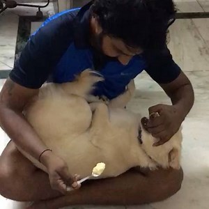 21K views · 214 reactions | Pet home boarding ❤- this is how our guest Pruto eats  | Pet Home Boarding | Facebook