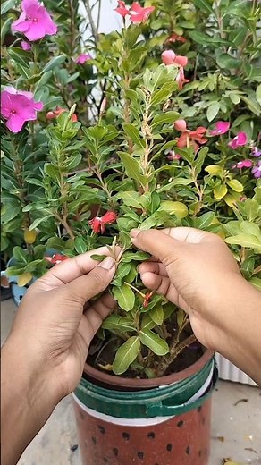 How to Grow Hybrid Vinca from Seeds #vinca #gardenhack