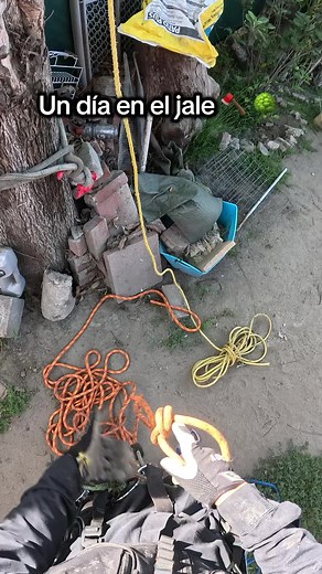 Arborist Removing Pecan Tree in Watts, CA