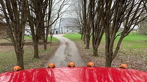 50 reactions | welcome to Oinking Acres  • • • • #pig #nosuchthingasateacuppig #stopbreedingpigs #savethepigs #pigrescue #spay #neuter #spayandnueter #stopbreeding #loveallanimals #notfood #spayandnueteryourpigs #rescue #pignation #pigfarm #farmanimal #farmanimalrescue #loveapig #adopt #adoptapig #501c3 #oinkingacresfarm #happypigs #potbelly #potbellypig #notmicro #piglife #rescuelife #bekind | Oinking Acres Farm Rescue & Sanctuary | Facebook