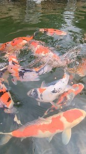 From algaecide to filters and everything in between, we've got all the supplies you need to get your pond ready for the season. Our retail store is open daily from 9 a.m. to 5 p.m. (excluding holidays). | Garden State Koi Pond & Waterfall Design Center | Facebook