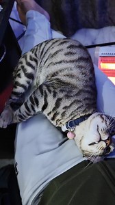 Rango 😺😾😻❤️ | Indian Vlogger Lucky