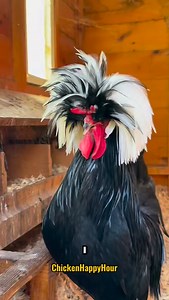 13K views · 24K reactions | Axl Crows the Polish rooster is feelin Puerto Rican in this hair  *PS: I’ve been waiting 4 years for the perfect footage for this sound 藍* #puertorican #polishchicken #rooster #funnyanimals #chickensofinstagram #chickenhappyhour | Chicken Happy Hour | Facebook
