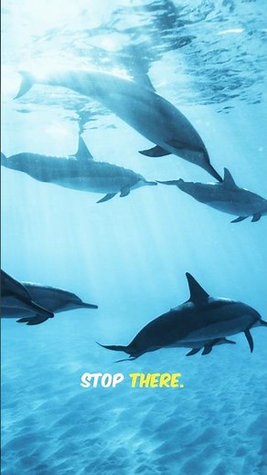 DOLPHIN MATING RITUALS