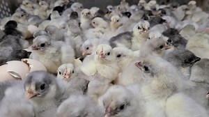 Blue and splash Bantam Cochin baby chicks at cackle hatchery | Cackle Hatchery