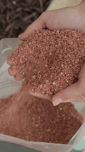 Cedar is natures bug repellent! How do Cedar Granules work? Our cedar granules naturally repel bugs by interfering with their pheromones, chemicals they use to navigate, mate, search for food, and regulate bodily functions. #cedar #lawncare #petfriendly #nontoxic #garden #gardening #nontoxicliving | Cedarcide