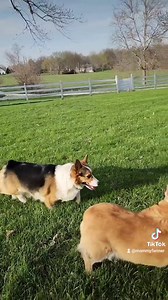 2.3K views · 348 reactions | Storytime with Scout: Easter Egg Hunt | MommyFarmer | Facebook