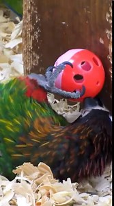 56K views · 3.6K reactions | Western meadowlark calling for lunch (Sturnella neglecta) | BIRDS & Nature | Facebook