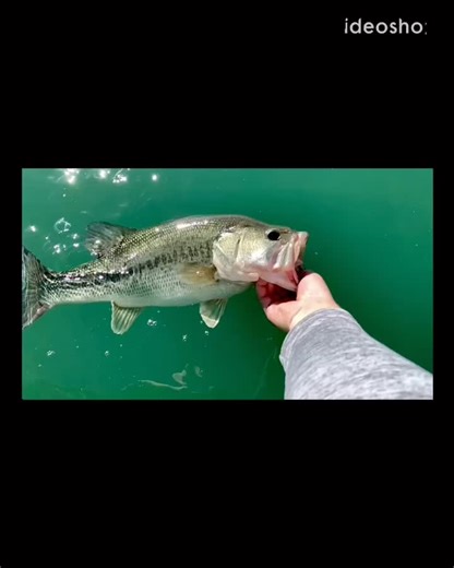 Hate to see em go but love to watch em leave! #bass #bassfishing #outdoors #fishing #largemouthbass #largemouth #Wishlist #fyp