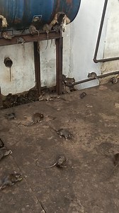 In this temple, rats are considered to be the form of God. There are lakhs of rats here. #america #usa #fyp #london #instadaily #fashion #Rate #sorotan #Amazing #Animals #tiktok #usareels #photochallenge #goodvibes #indian #reelsvideoシ #OMG #dubai #cat #travel #xuhuong #instagram #memes #tiktok #shiva #God #happy #goodvibes #love #monday | देशनोक दरबार जय मां करणी