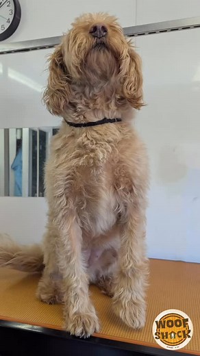 Gorgeous girl Lola is back for her summer cut 💘 #labradoodle #goodgirl #woofshackdoggroomers #summergroom | Woof Shack Dog Groomers