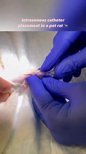 1.7K views · 25 reactions | Intravenous catheter placement in a pet rat | Jungle Veterinary clinic | Facebook