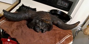 Two men find ancient bison fossils in Missouri River near downtown KC