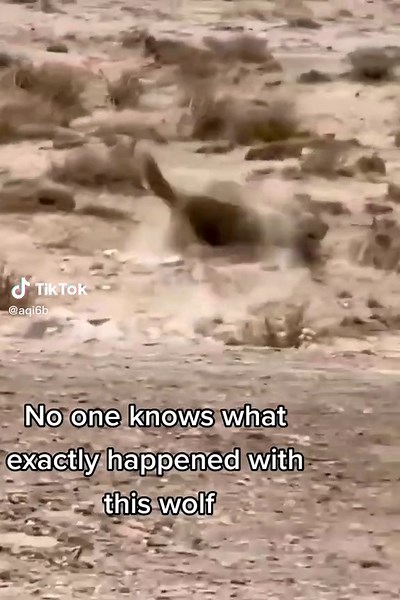 Mysteries of the Wolfpack: Uncovering the Unknown