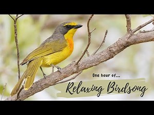 Relaxing sounds for sleep, relaxation and meditation | 60 minutes of African bird sounds