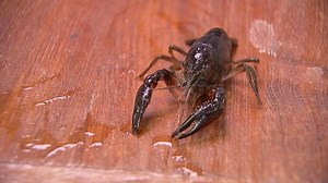 Invasive species of crawfish found in Bristol waterways