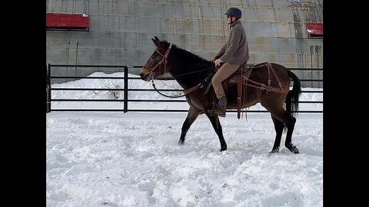 Sunday Funday! I love training and riding with my friends. We had an awesome training session at the fairgrounds and we did a fun ranch tour. ￼All our youngsters did so well and we had a blast. | West Elk Equine