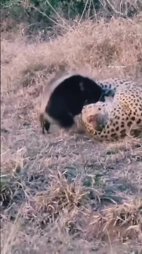 Wild Encounter: Jaguar vs. Skunk"