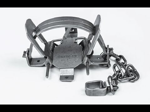 Bridger #1.5 "Special" Trap (Great for coon, mink, and muskrat trapping!)