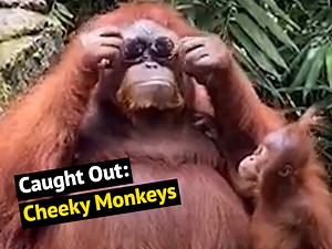 Top 16 cheekiest monkeys caught on camera 🐒🐒 | Newsflare