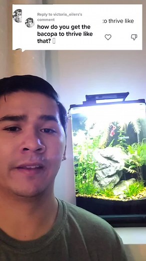 Replying to @victoria_eilers Dirt-ed tank #fishkeeping #fishtanklife #fishkeeping #fishtanks #aquarium #bettafish #fypシ #fyp #plants #plantedtank #plantedaquarium #shocking