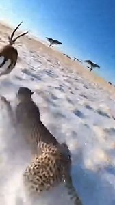 128 reactions | Cameraman Outruns Cheetah as Gazelle Escapes (AI...
