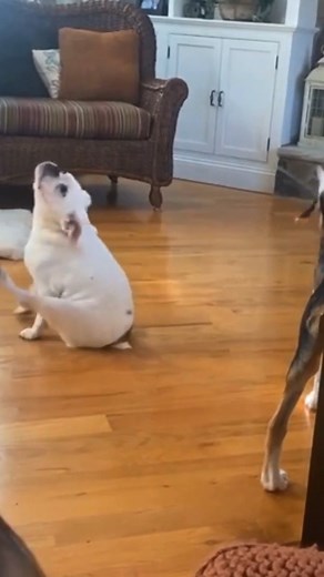 As cute as this Beabull is, the scooting may be a sign of allergies! With Spring in full bloom, keep an eye out for these common issues that can pop up during the season:​ 🤧 Allergies – Scratching, licking, chewing, scooting, ear discharge, hair loss, or skin changes​ 🐜 Fleas & Ticks – More pests = higher risk of bites & disease​ 🌱 Grass & Pollen Sensitivities – Paw licking, skin irritation, or hot spots​ 🚫 Spring Toxins – Fertilizers, pesticides, and certain plants can be harmful​ If your p