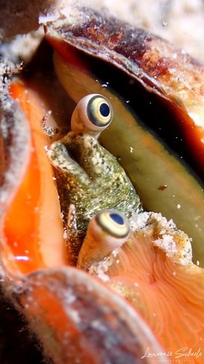 LAWRENCE SCHEELE on Instagram: "CAPTION THIS  These are the eyes of a Strawberry Conch (Conomurex luhuanus). They inhabit the shallow tropical waters of the Great Barrier Reef and feed on alage and detritus. I love how goofy looking they are  #conch#sealife#marinebiology#greatbarrierreef#queensland#shell#beach#underwater#eyes#animallovers#macrophotography#uwphotography#cuteanimals#padi"
